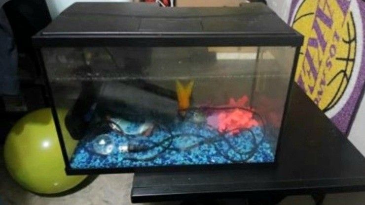 Fish Tank