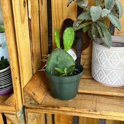 Prickly Cactus 