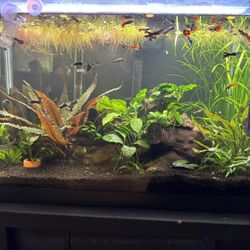 Aquarium 🌱 Plants