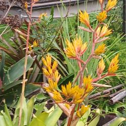 Yellow Flowering Bromeliad Landscape Plant Potted Plant