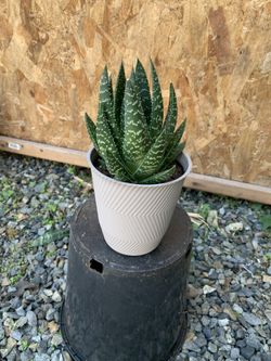 Indoor Plant