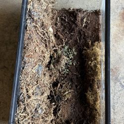 10 Gal Terrarium