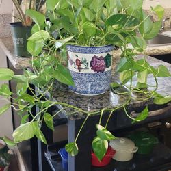 House Plants