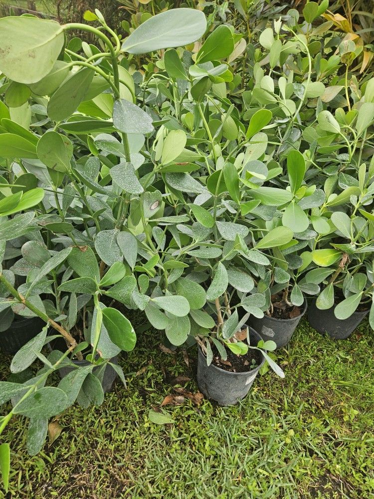 clusias About 3 feet tall Instant privacy Hedge for fence only $10
