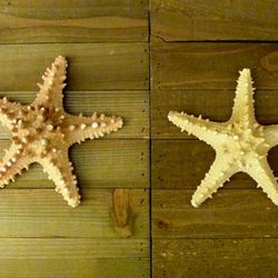 Knobby jungle starfish 6 - 7" 