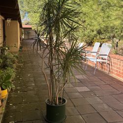 Mature Dragon Tree (dracaena marginata Plant)