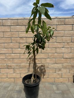 Valencia Mango Tree