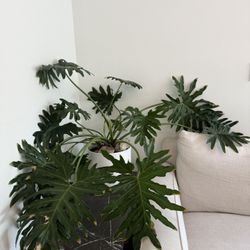 House Plant 
