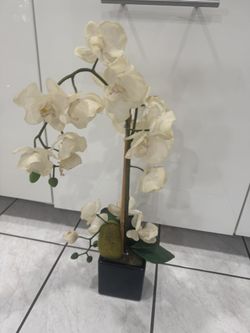 Orchid Plants-fake 