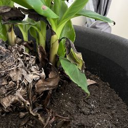 Live Plant Banana Tree Musa