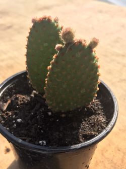 2 Angel Wing Cactus Plant - 4 inch pot 