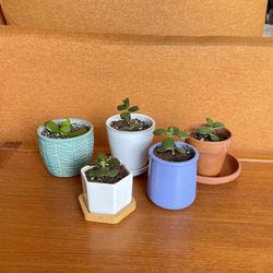 Tiny Jade Succulent Indoor Window Sill Living Room Bedroom Garden House Plants In Small Pot Pots