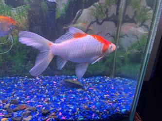 Comet Goldfish