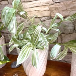 Tradescantia Nanouk , Inch House Plant In Cute Pot 5.5”H.