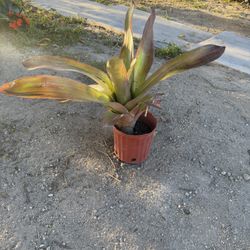 Bromeliad Plant 