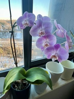 Live Phalaenopsis Orchid 