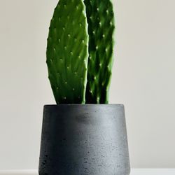 Miguel