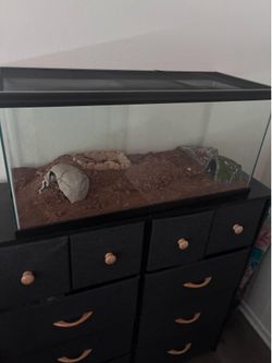 Snake tank