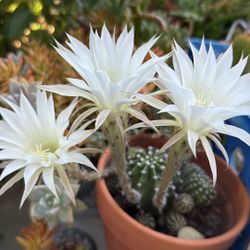 White Domino In Bloom Or Just Bloomed ( Been Bearing Flowers In Years).