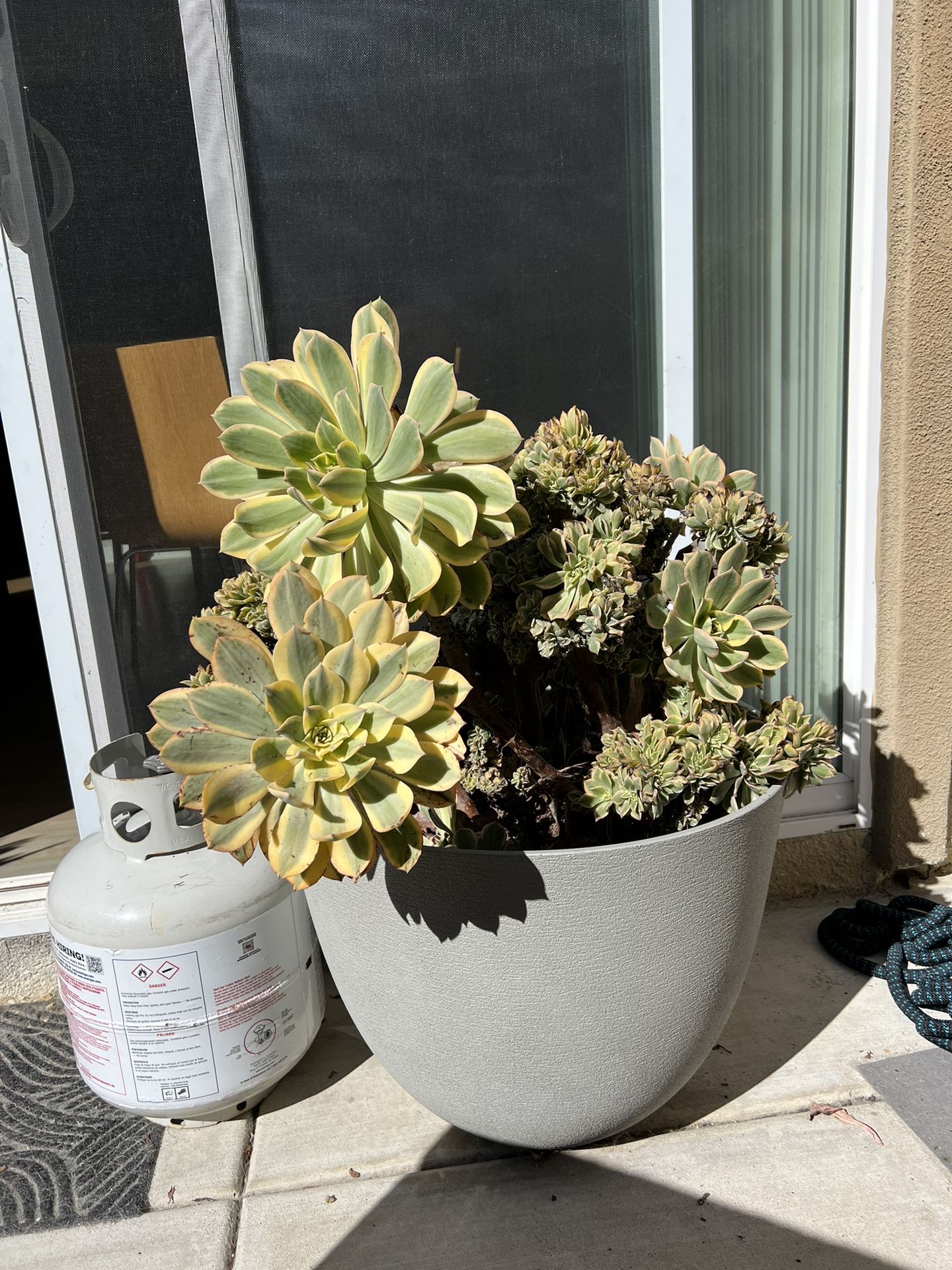 Huge Sunburst Aeonium $125
