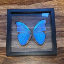 Blue Butterfly Taxidermy Paxton Gate