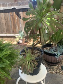 Succulent plant-aeonium