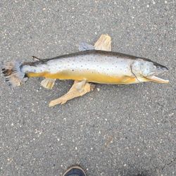 Fish Mount Taxidermy