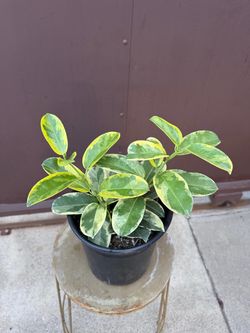 6” variegated madagascar jazmín