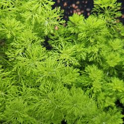 Aquarium Plants