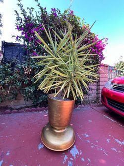 Large Sculptural Yucca Tree in Gold Planter