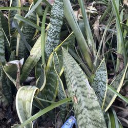 Snake Plants And Large Sago Palm, And Banana Trees