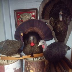 Turkey Decoys