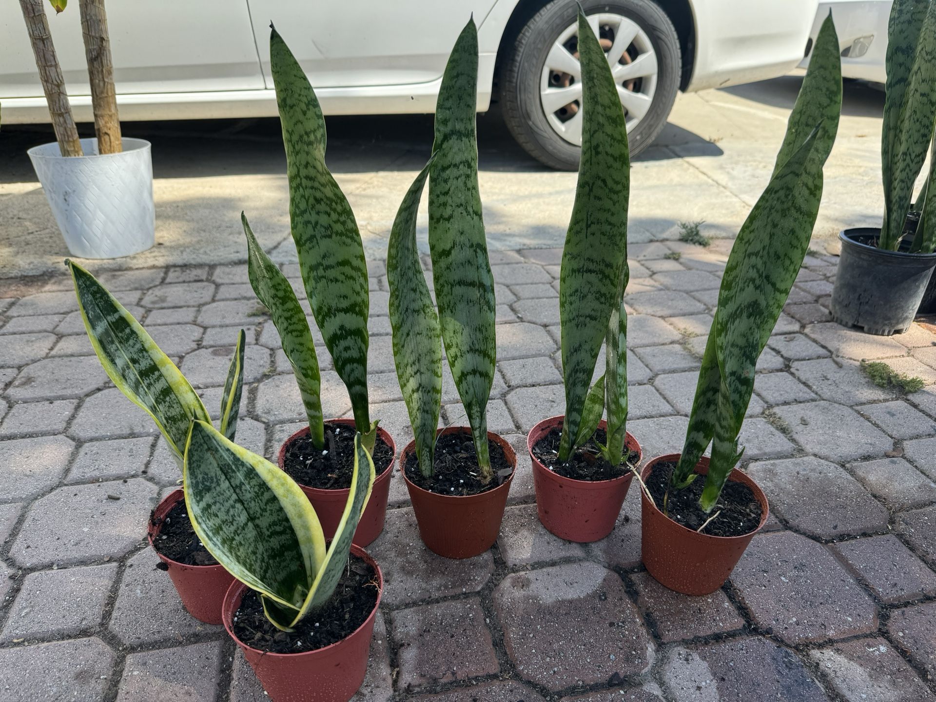Snake Plant 5$ Each