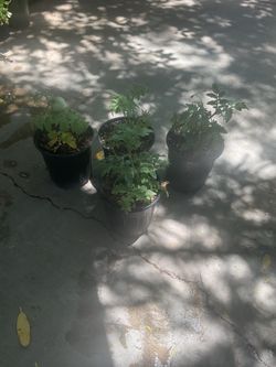 Tomato 🍅 bush plants