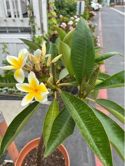 Plumeria