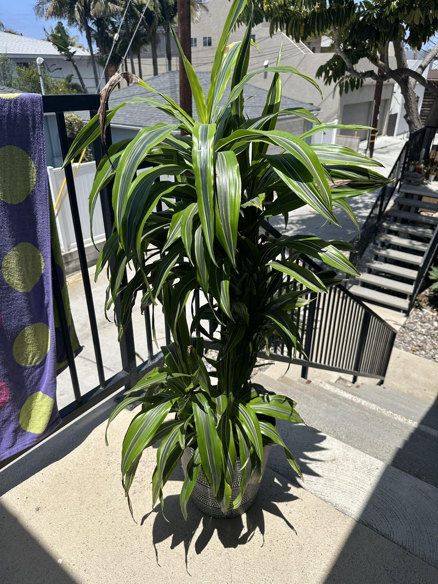 House Plant
