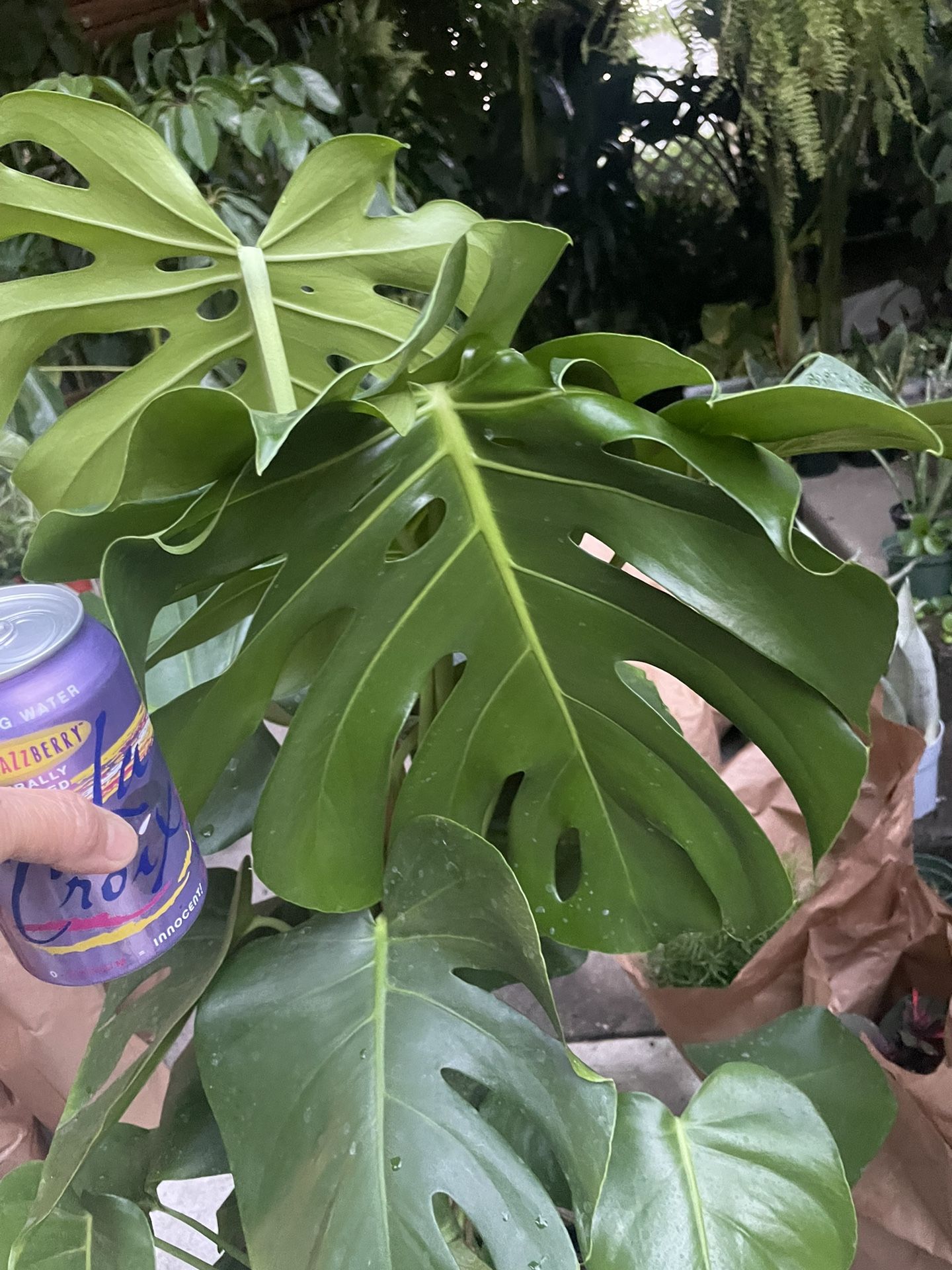 See description*** (3.5-4ft) Huge jumbo 13-14” leaf Monstera Deliciosa, 95820