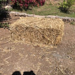 Hay(straw)