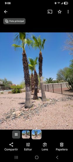 Trees Palm