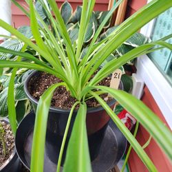 Spider Plant  - Plant Lovers Only