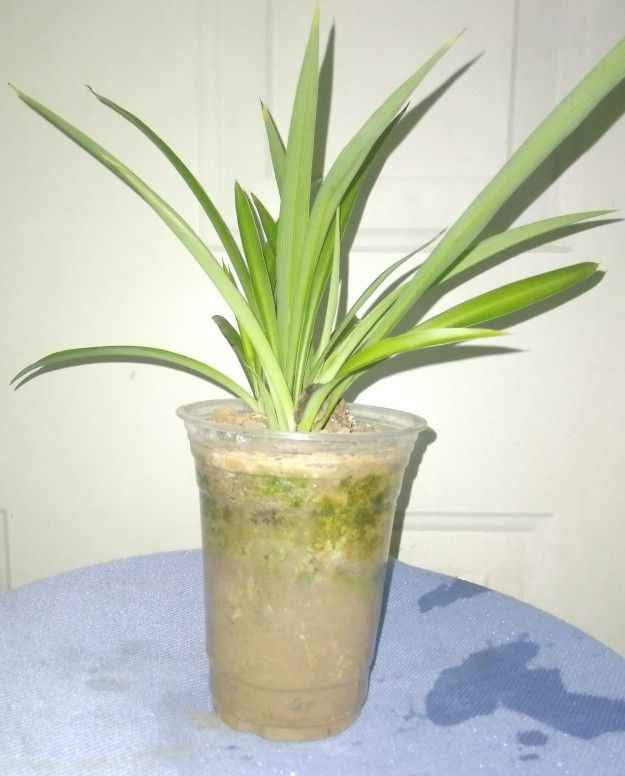 Spider Plants for Sale