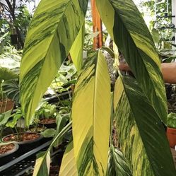 Variegated  Epipremnum Amplissimum aurea