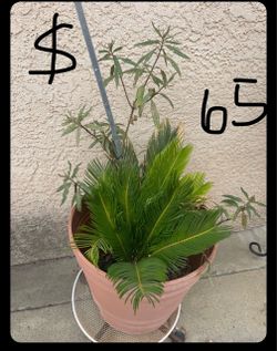 Selling Plants