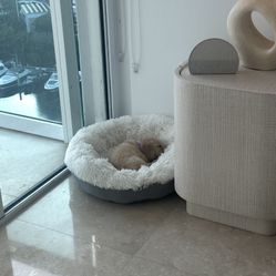 Dog Bed (not Including Puppy)