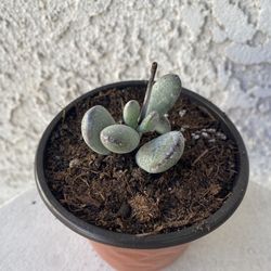 4 Inch Pot Rare Succulent Plant - Cotyledon Orbiculata - Ping Pong - Rooted & Established - Drought Resistant - 🪴