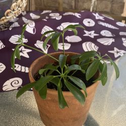 Gree Tree Plant ( Sheffiera Arboricola)