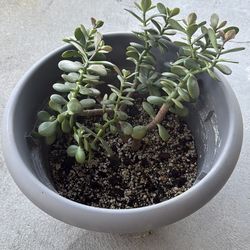 Potted Jade Plant