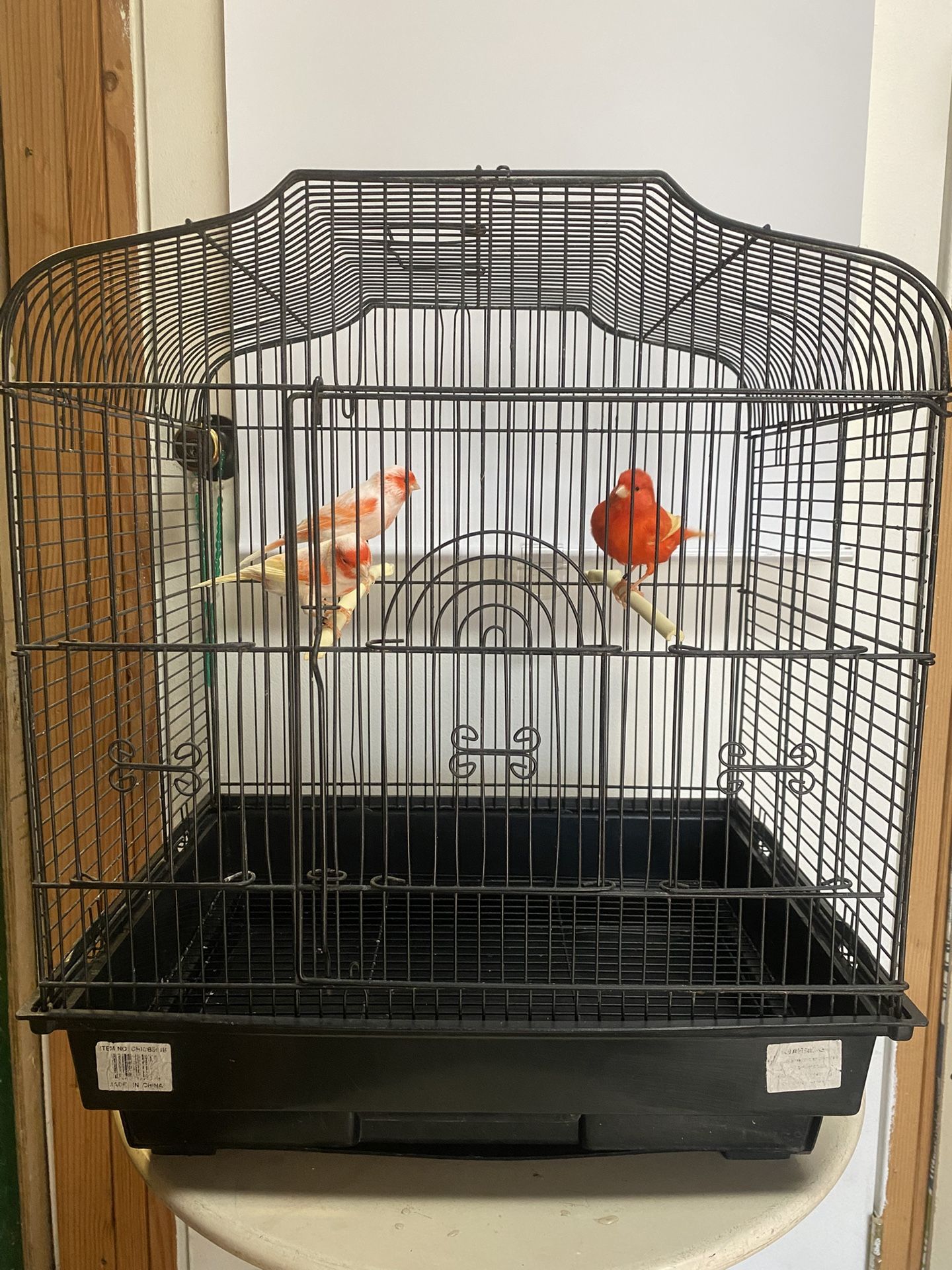 Bird Cage 