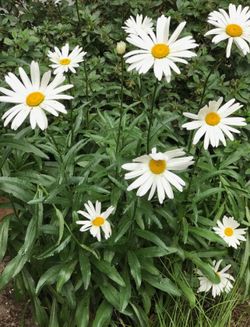 Shasta Daisy Beautiful Perennial Plants.