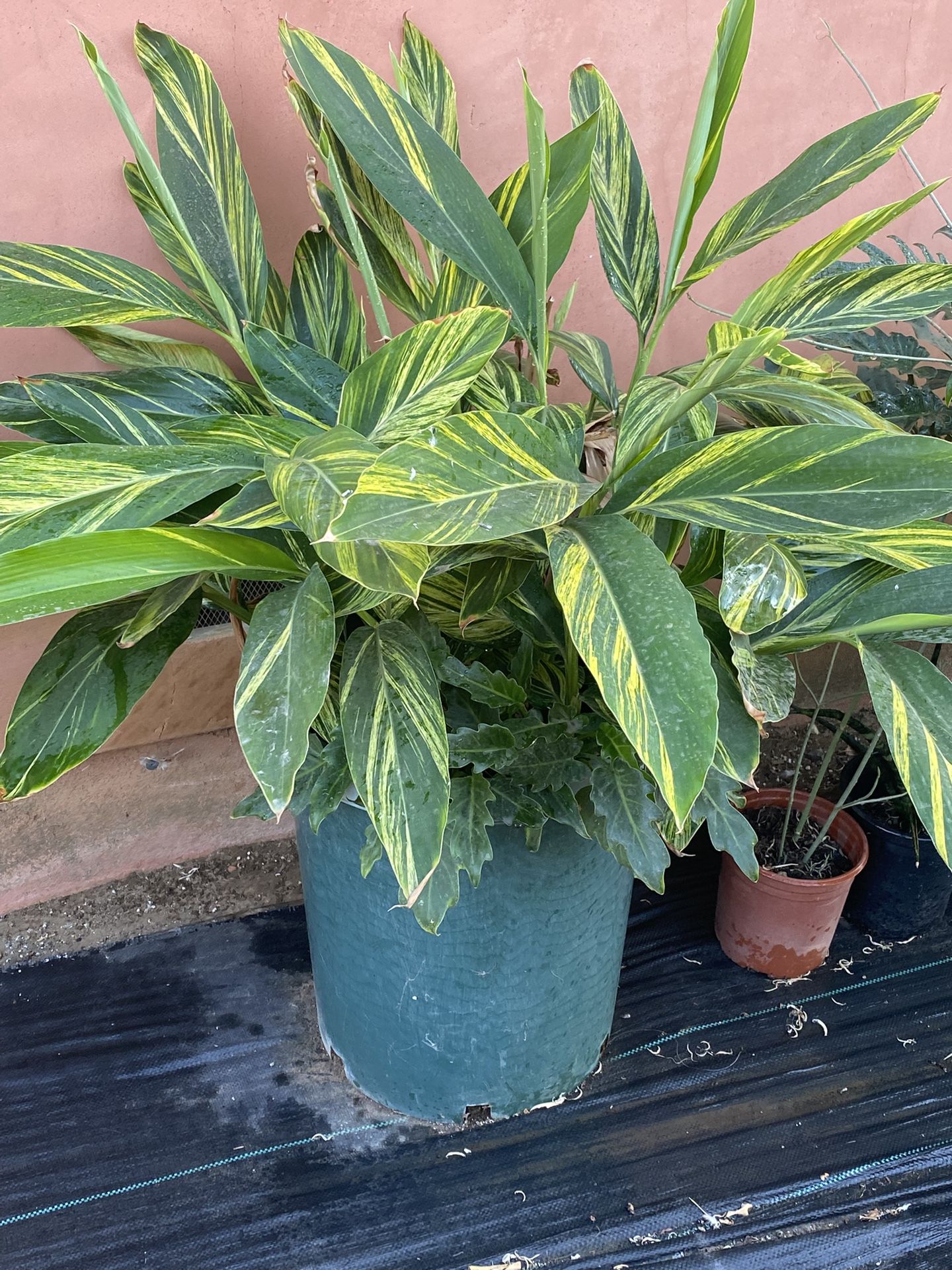 Plants